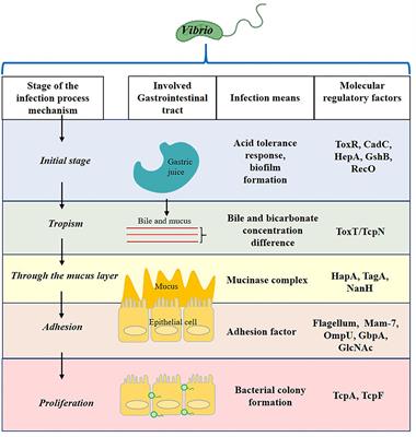 Effects of intestinal microbiota on physiological metabolism and pathogenicity of Vibrio